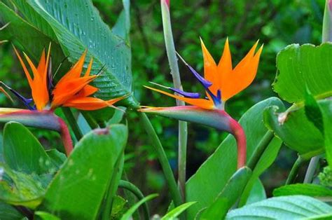 天堂鳥花束|天堂鳥的花語、寓意和傳說，一網打盡！